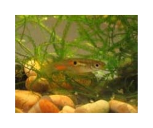 Big brains are pricey, guppy study shows