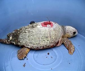 Lightweight GPS tags help research track animals of all sizes
