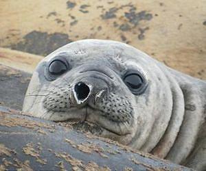 Elephant seal tracking reveals hidden lives of deep-diving animals