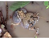 In Tungara Frogs, Female Choice For Complex Calls Led To Evolution Of Unusual Male Vocal Cord