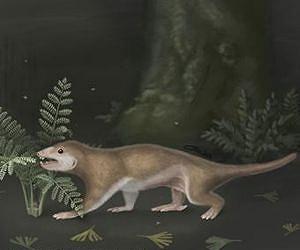 New proto-mammal fossil sheds light on evolution of earliest mammals
