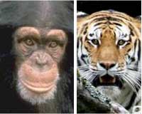 Eyes Evolved For X-Ray Vision