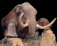Climate Change Plus Human Pressure Caused Large Mammal Extinctions