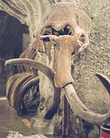 Scientists Sequence Complete Genome Of Woolly Mammoth