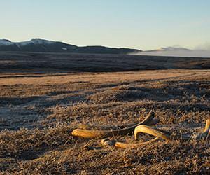 Dietary flexibility may have helped some large predators survive after last ice age