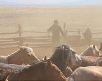 Reshaping the horse through millennia