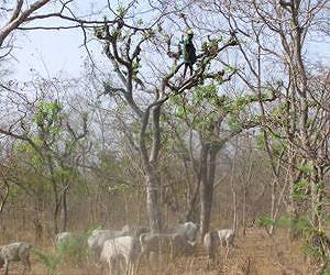 Chronic harvesting threatens tropical tree