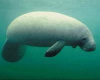 In Florida, calls to keep 'saving the manatees'