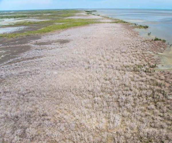 Trapped saltwater caused mangrove death after Hurricane Irma