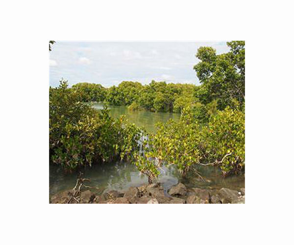 Concrete jungle threatens mangroves on Pakistan island