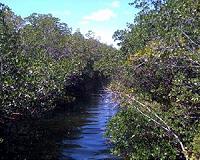 Protected areas save mangroves, reduce carbon emissions