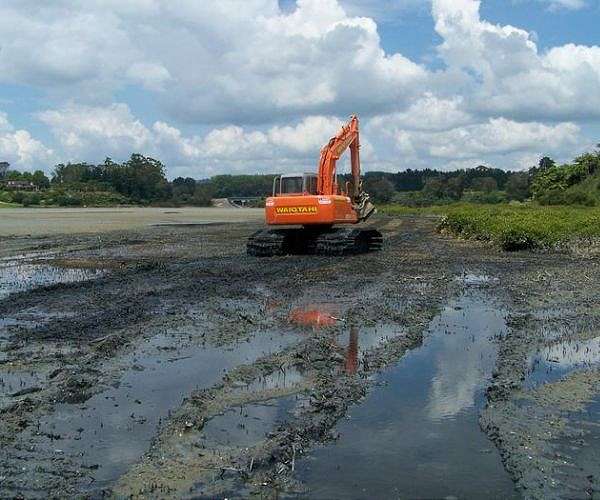 Clearing mangroves makes 'muddification' worse