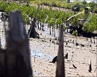 Myanmar cyclone damage worsened by loss of mangroves: FAO