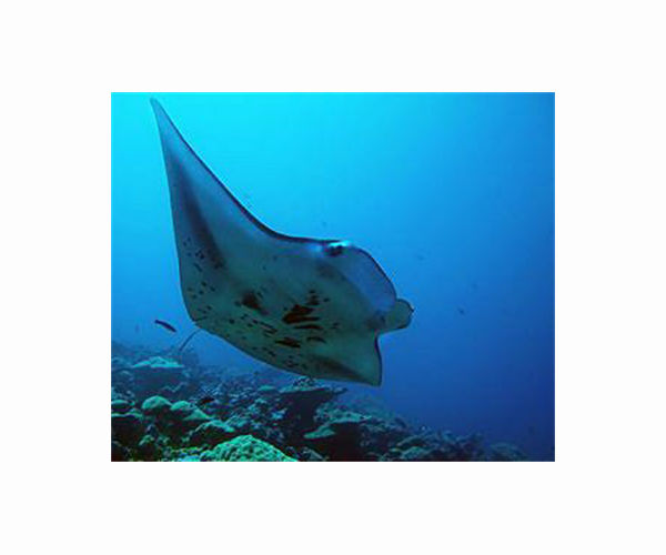 To design better water filters, MIT engineers look to manta rays