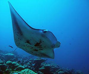 Sharks, manta rays win global trade protection