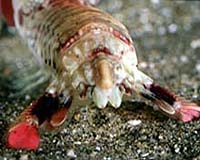 Mantis Shrimp Stronger than Airplanes
