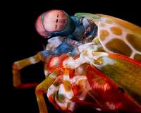 How mantis shrimp evolved many shapes with same powerful punch