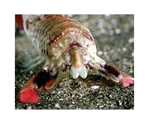 Critters on Ocean Floor Communicating in Synchronized Rumbles