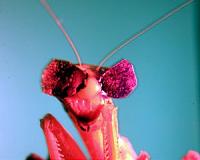 Praying mantises have a unique way of seeing in 3D