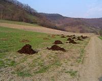 Cow manure harbors diverse new antibiotic resistance genes