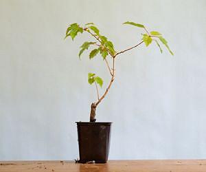Trees grow in Poland through free send-a-seedling drive