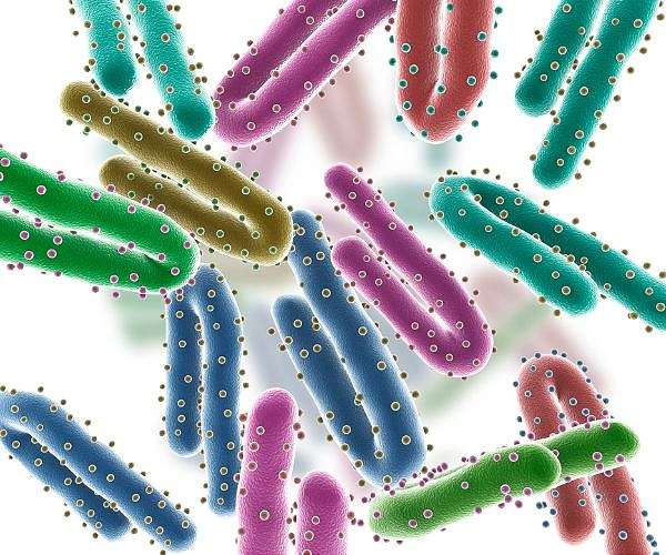 13 dead from Congo haemorrhagic fever in Iraq this year