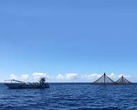 Fish farmers of the Caribbean