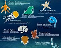Animal functional diversity started out poor, became richer over time