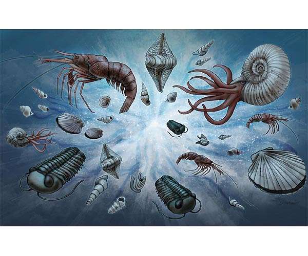 Researchers puncture explanation for largest increase of biodiversity in Earth's history