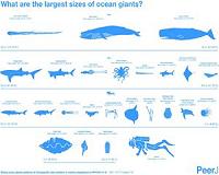 Sizing up giants under the sea