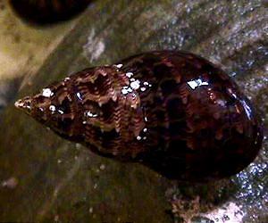Grazing snails rule the waves