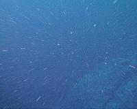 Marine snowfall at the equator