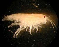 Tiny travellers of the animal world: Hitchhikers on marine driftwood