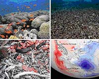 Catalogue of marine life reaches 122,500