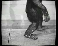 Chimpanzee feet allow scientists a new grasp on human foot evolution