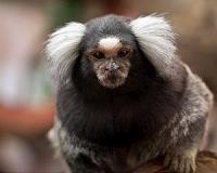 Marmosets can learn, adopt new dialects