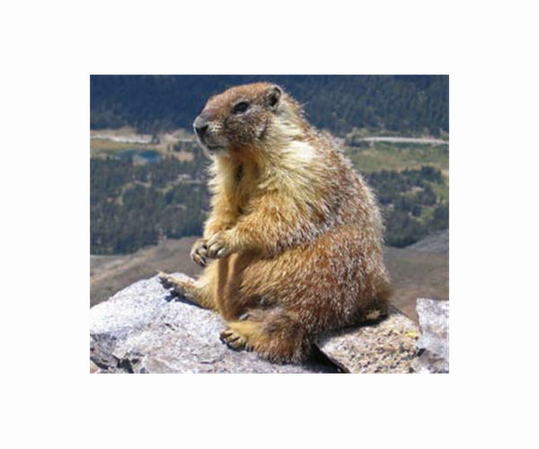 Marmot death overshadows Canada Groundhog Day