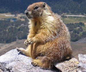 Climate change makes marmots munch and mate: study