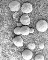 Mineral In Mars 'Berries' Adds To Water Story