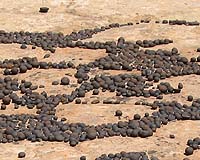 Earth Has Blueberries Like Mars