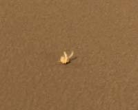 Littering Mars But Who's There To Complain