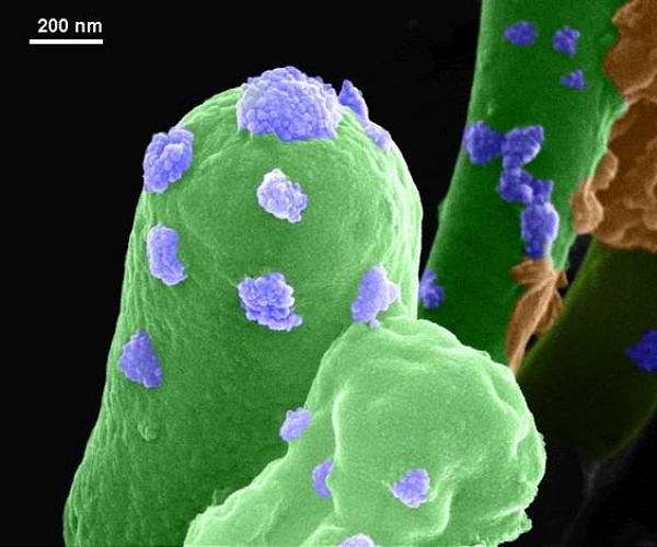 Martian toxin found to toughen microbe built bricks