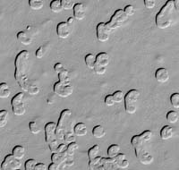 Mars' Poles Like Chalk And Cheese