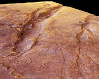 HKU scientist makes key discoveries in the search for life on Mars