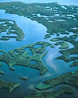 How Healthy Is That Marsh? Biologists Count Parasites