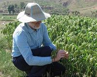 Millet: The missing link in transition from hunter-gatherer to farmer