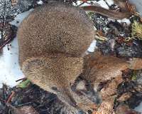 Shrews shrink their heads in preparation for winter