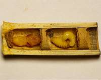 Predicting insect feeding preferences after deforestation