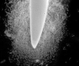 The secret life of underground microbes: Plant root microbiomes rule the world