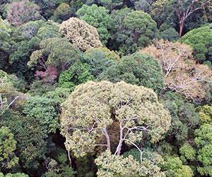 80 percent of Malaysian Borneo degraded by logging